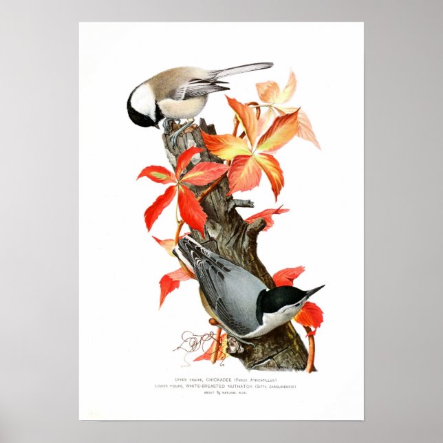 Chickadee and Nuthatch Poster (Front)