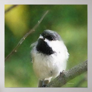 Chickadee at Rest Digital Painting Poster