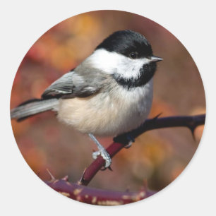 Chickadee Classic Round Sticker