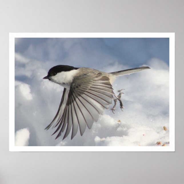 Chickadee Flying Print (Front)