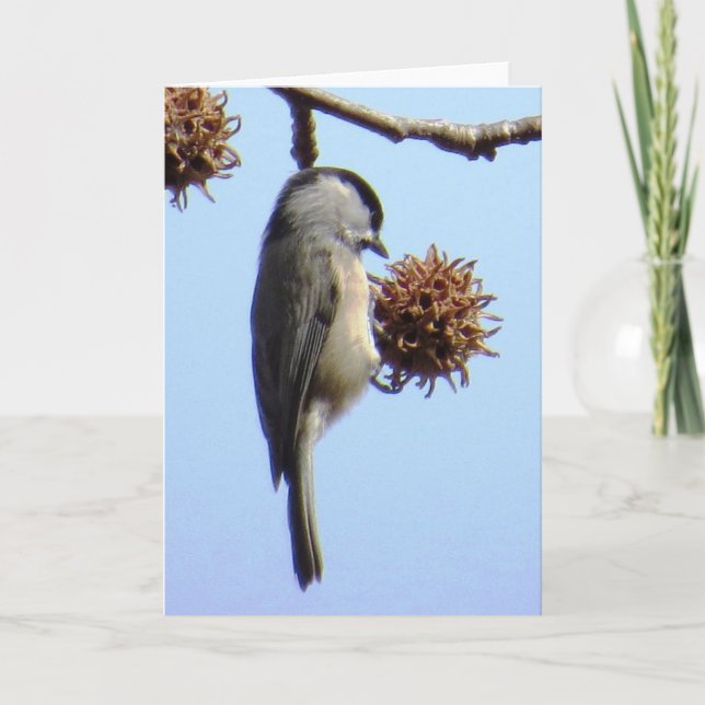 Chickadee Greeting Card (Front)