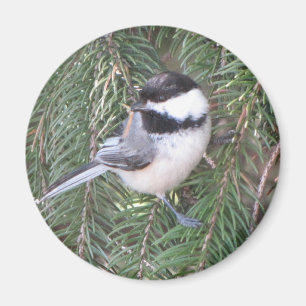 Chickadee in a pine tree magnet