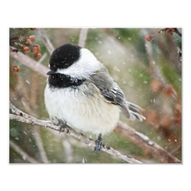 Chickadee in a Snowstorm Photo Print (Front)