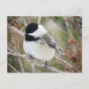 Chickadee in a Snowstorm Postcard