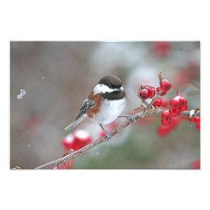 Chickadee in Falling Snow with Red Berries Photo Print