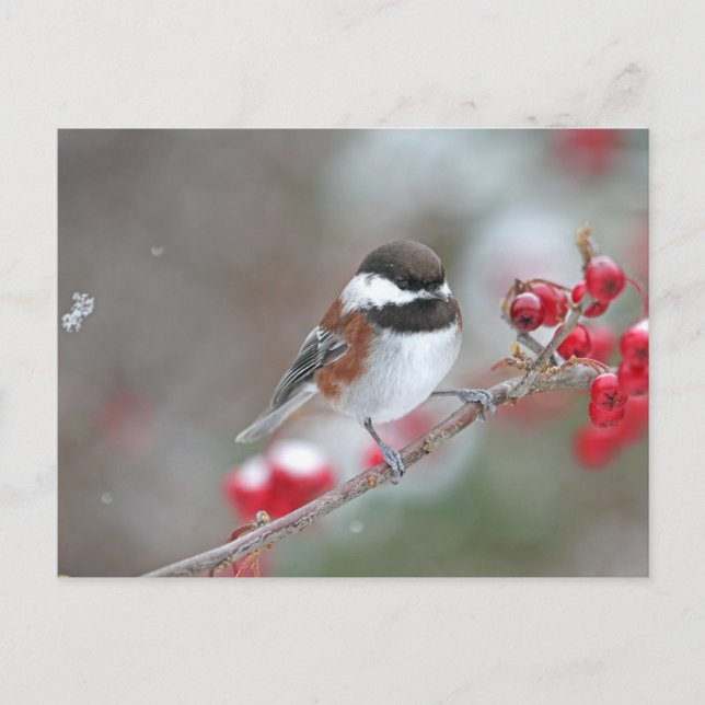 Chickadee in Falling Snow with Red Berries Postcard (Front)