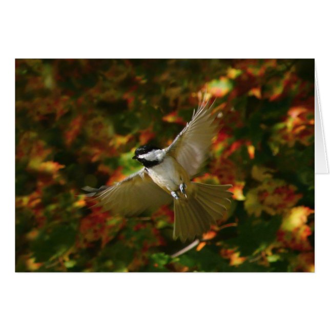 Chickadee In Flight (Front Horizontal)