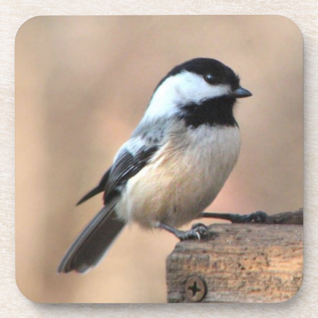 Chickadee in Golden Light Coaster (Front)