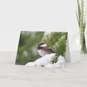 Chickadee in Snow on a Cedar Tree Card