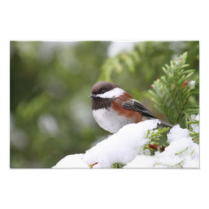 Chickadee in Snow on a Cedar Tree Photo Print