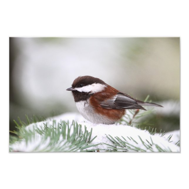Chickadee in the Snow Photo Print (Front)