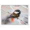 Chickadee in Winter