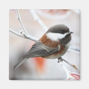Chickadee in Winter Magnet