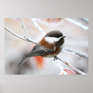 Chickadee in Winter Poster