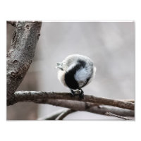 Chickadee Looking For Insects Photography Print
