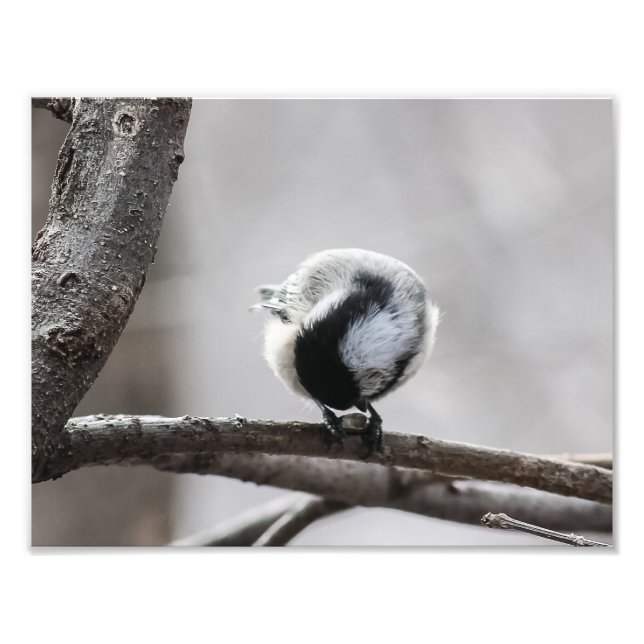 Chickadee Looking For Insects Photography Print (Front)