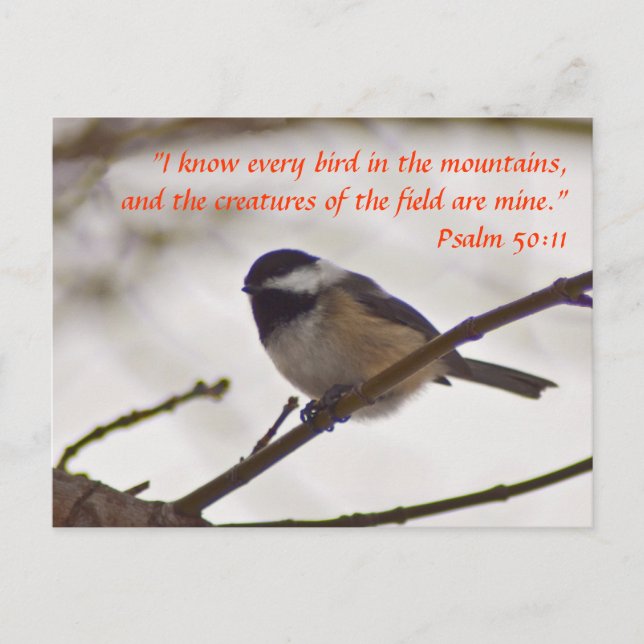 Chickadee on a Twig Postcard (Front)