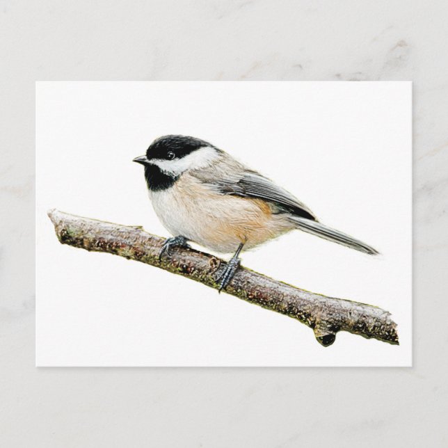 Chickadee on Branch Postcard (Front)