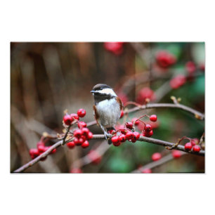 Chickadee on Branch with Red Berries Photo Print