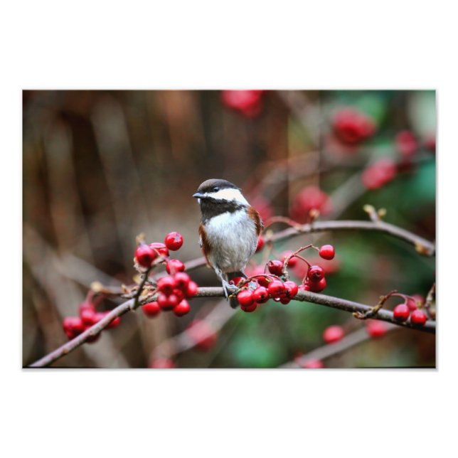 Chickadee on Branch with Red Berries Photo Print (Front)