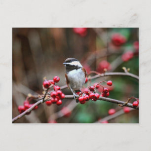 Chickadee on Branch with Red Berries Postcard