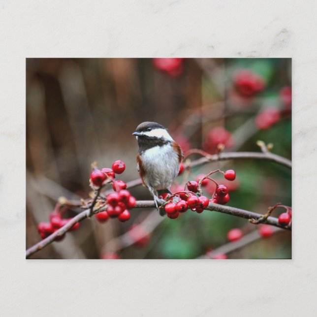 Chickadee on Branch with Red Berries Postcard (Front)