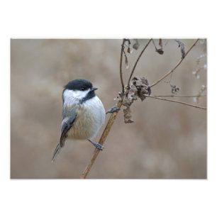 Chickadee on Dried Branch Soft Neutral Nature Photo Print