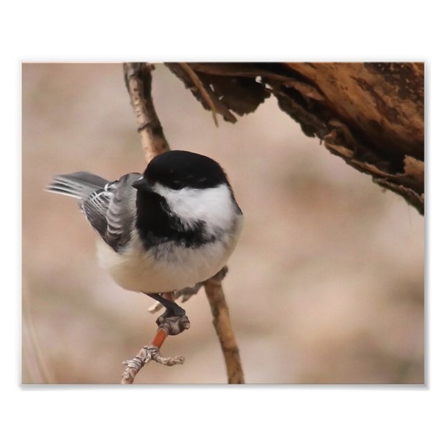 Chickadee Photo Print (Front)
