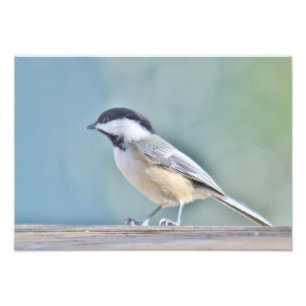 Chickadee photography photo print