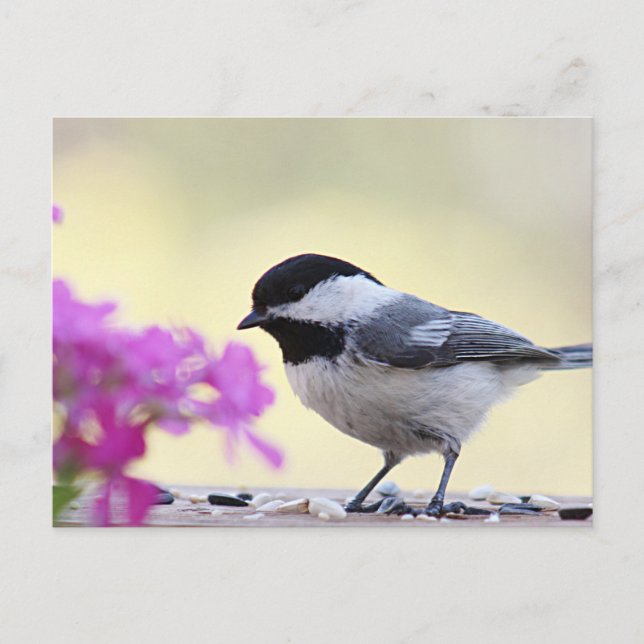 Chickadee Postcard (Front)