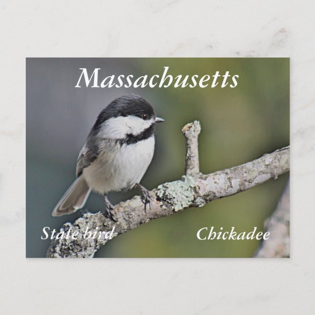 Chickadee Postcard (Front)