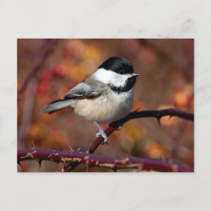 Chickadee Postcard