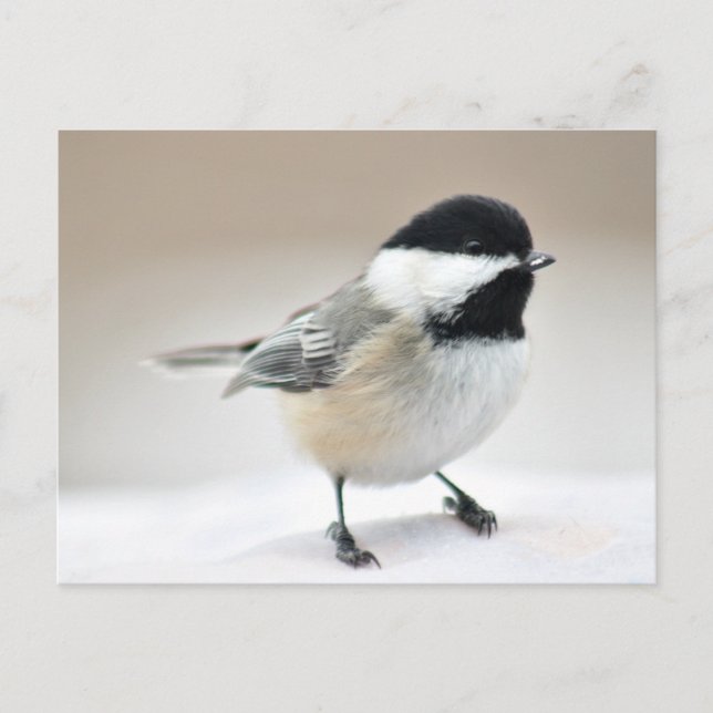 Chickadee Postcard (Front)
