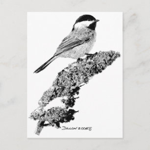 Chickadee Postcard