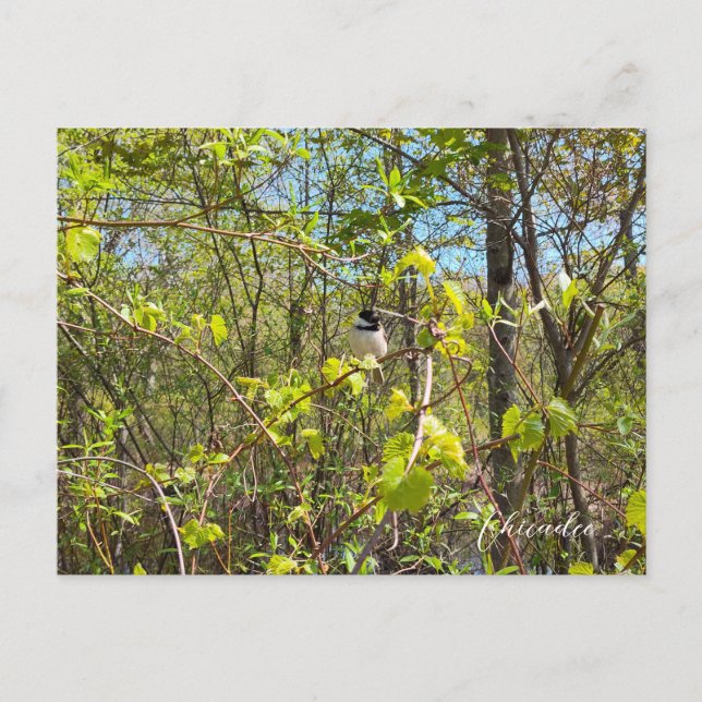 Chickadee Postcard (Front)