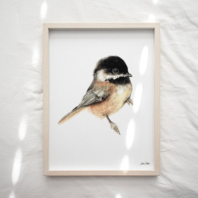 Chickadee Watercolor Art Print (Chickadee Watercolor Art Print
from Jennifer Steffen, Jenn Steffen Art. )
