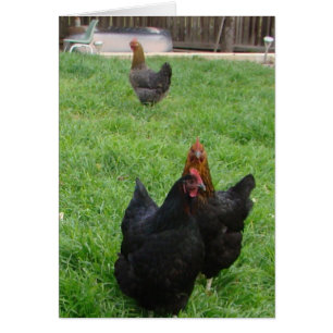 Chicken