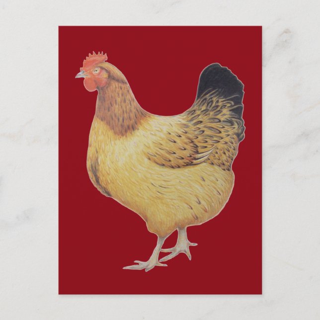 Chicken 2012 postcard (Front)