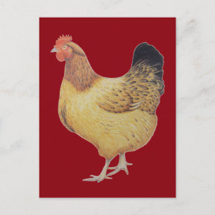 Chicken 2012 postcard