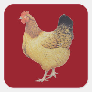 Chicken 2012 square sticker