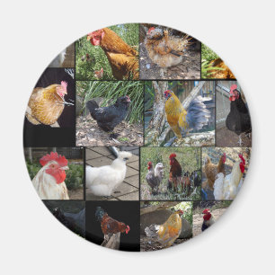 Chicken,And Rooster Photo Collage, Magnet