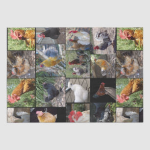 Chicken,And Rooster Photo Collage, Tissue Paper