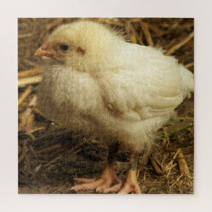 chicken, animal, chick, bird, farm, cute, puzzle, jigsaw puzzle