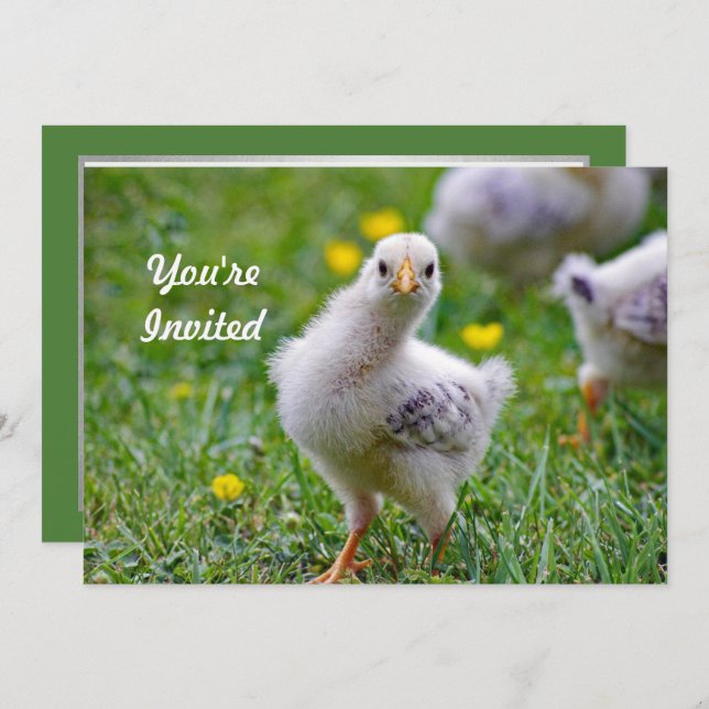 Chicken Baby Chick Photo Birthday Invitation (Front/Back)