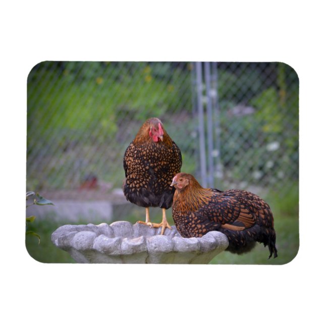 Chicken Birdbath Magnet (Horizontal)