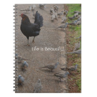 Chicken Birds Kauai (my photography)