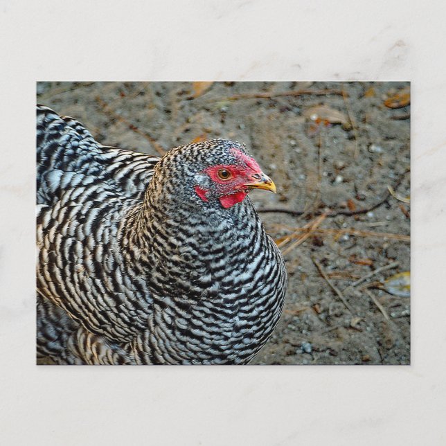 Chicken Black and White Hen Photo Postcard (Front)