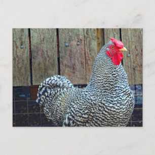 Chicken Black and White Rooster Photo Postcard