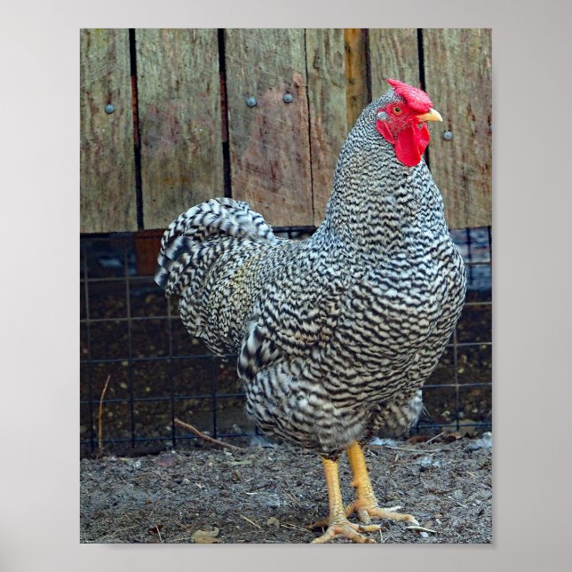 Chicken Black and White Rooster Photo Poster (Front)