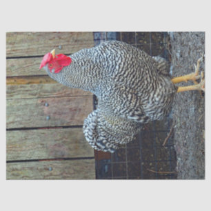 Chicken Black and White Rooster Photo Tissue Paper